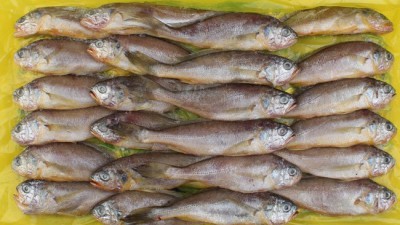 😋 놓치면 후회! 꼬숩게 톡톡! 참조기새끼 특가 후기 🐟